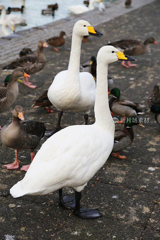 冰岛:Bewick’s Swans by the Tj?rnin